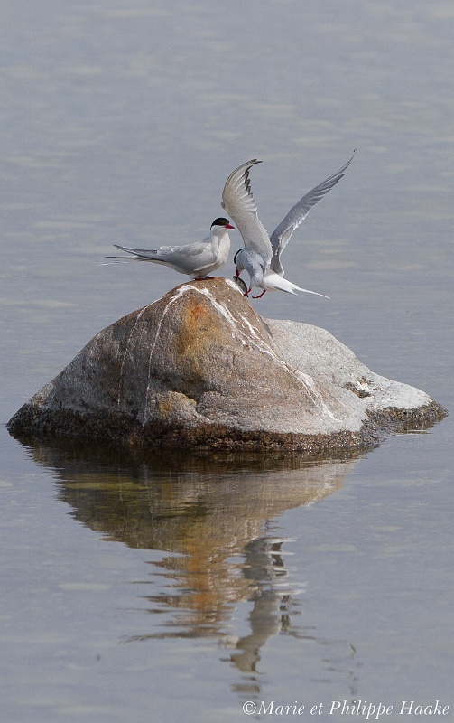 Sterne pierregarin 6845_wm.jpg - Sternes pierregarins, Common Terns, Sterna hirundo (Öland, Suède, mai 2011)